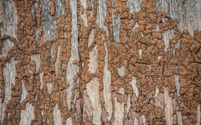 4 Signs of a Termite Infestation in Your Home